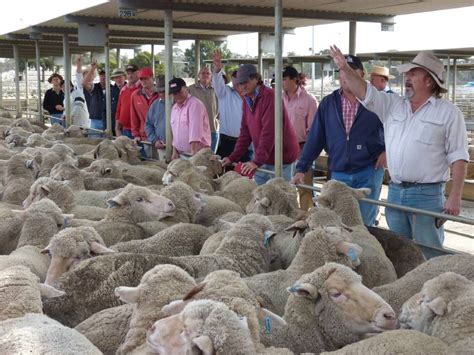 Key accountabilities. . Careers in the sheep industry